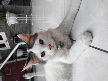 Product Review of Kalung Kucing Bahan Kulit Bisa Costum Nama from a**m 2