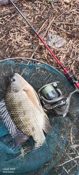 Product Review of Joran pancing Ul imperator from 𝐌** 𝐀**𝐚 2