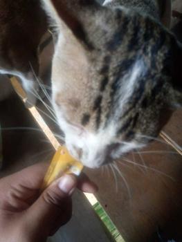 Product Review of Boqi Factory ขนมแมว ขนมแมวเลีย สุดอร่อย 15 กรัม สินค้า มีพร้อมส่ง  Cat Snacks มีโอ ครีม from y**0 1