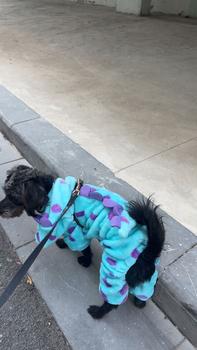 Product Review of Quần áo Giáng sinh cho thú cưng Quần áo biến hình cho chó Áo hoodie cho mèo Trang phục dự tiệc vui nhộn cho thú cưng trong kỳ nghỉ from ** N** Y** C** ** 0