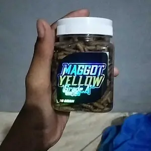 Maggot Yellow, Blue, Red SaintHan Grade A++ Kemasan Baru untuk Channa Ys, Maru, Auranti, Blue Pulchra, Stewarti, Andrao untuk proges warna pada ikan channa
