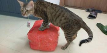 Product Review of [ 6L ] Cát đậu nành Natural Tofu Catsme cho mèo from B** T**m 1