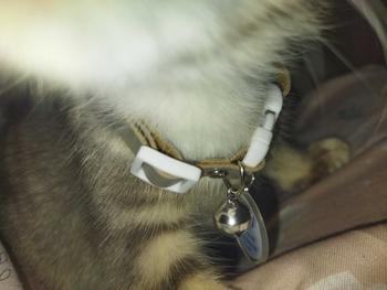 Product Review of Kalung Kucing Bahan Kulit Bisa Costum Nama from o**h ** 1