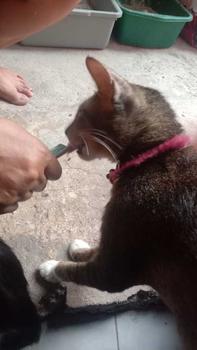 Product Review of Snack kucing creamy 1 kg 65 pcs Bestseller Cingka natural 24 bulan from A**a 3