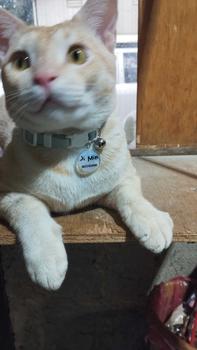 Product Review of Kalung Kucing Bahan Kulit Bisa Costum Nama from M**n 3