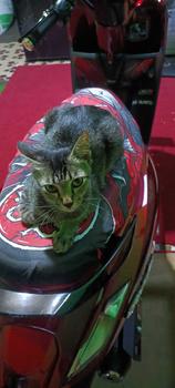 Product Review of Sarung Jok Motor Arvi 5 Dragon Elements Anti Cakar Kucing & Air motocrycle Motorcycle from c**o 0