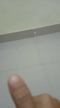 Product Review of GULAKU GULA PASIR KUNING 2kg Alami Manis Food Sugar Tebu from y**i 0