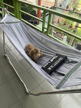 Product Review of Võng Xếp Inox DELI Lani Qui Phúc – Chịu Tải 200Kg, Có Túi Gọn Mang Theo, Lưới Cao Cấp Có Gối –  Bền Chắc & Nhẹ from N** 1