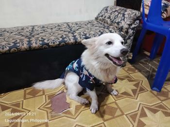Product Review of XS-2XL Hawaiian Style Dog Clothes Summer Pet Printed Shirt for Dog Floral Beach Shirt Dog Puppy Costume Cat Spring Clothing Pet Outfits Suitable for Pets Weighing 1-40kg from d**o 0