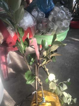 Product Review of Cây giống táo thái - cây tháp cành ( cây xanh tốt)- Cây táo nhỏ from T**n V** 0