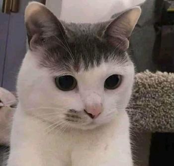 Product Review of Móc khoá lời nhắn nền trong sieu cute from M** T** ** 0