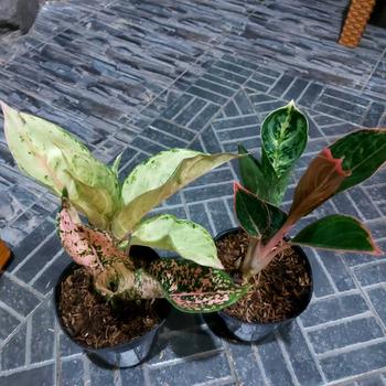 Product Review of Tempat Sabun / Kotak Sabun (Nota Live 105-200) from O**a P**n 0