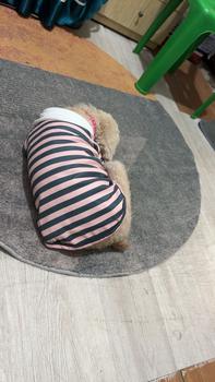 Product Review of Áo Thun Sọc Cổ Thỏ Cotton Dễ Thương Cho Chó Mèo Mặc Quần Áo Cho Thú Cưng Cao Cấp Hàn Quốc Hiha Pets. from ** 𝓑** 𝓛** ** 0