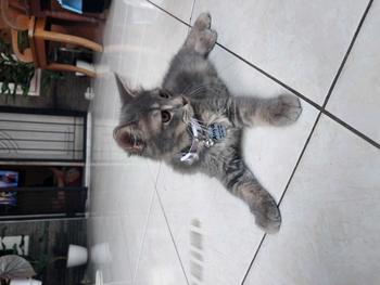 Product Review of Kalung Kucing Bahan Kulit Bisa Costum Nama from a**m 0