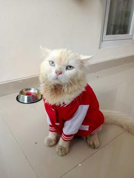 Product Review of baju kucing lucu aksesoris hewan peliharaan - BUKIPET BASIC VARSITY from m**s g**d ** 1