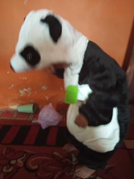 Product Review of BABYPOTATO - Onesie Karakter Kostum Anak Bayi Lucu (0-6Bulan s/d 30-36Bulan) from n**m 2
