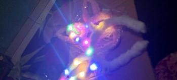 Product Review of Bando lampu LED Bunny telinga kelinci party natal tahun baru  untuk Pesta Ulang Tahun Menyala / Bando Pita LED from m**l s**a d** K**🍌 0
