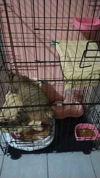 Product Review of Cat Cage Cat House 3 Layer Foldable Cage Dog Stackable Cage from B**y S**a L** 0