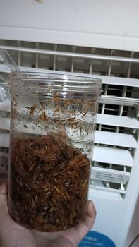Product Review of CEMILAN EXTRIM /WALANG/BELALANG GORENG TOPLES PANJANG 210 GRAM Rendah lemak from p**a 0