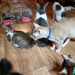 BISA COD K5514 Kalung Step Kaki Hewan / Tali Leher Anjing Motif Tapak Kaki Adjustable