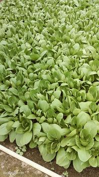 Product Review of Áo Thun Dây Rút Có Mũ Trùm Đầu, Màu Trơn Ngắn Tay, Thời Trang Mới Mùa Hè, Dành Cho Phụ Nữ, Thường Ngày Và Dáng Rộng Rãi, Bó Sát, Áo Sơ Mi Lớp Cơ Sở, Hàng Mới Về Top Women Shirt Cổ Tròn from D**g N**n 0