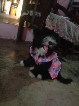 Product Review of Pet Dress Floral Pattern Pleated Hemming Windproof Pet Vest Puppy Flying Sleeve Clothes for Spring from ✨**✨ 3