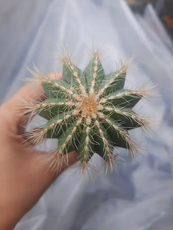 xương rồng xương rồng Khế hoa vàng . Cây mình trồng tự nhiên nên rất dễ chăm. loại này rất siêng hoa 8