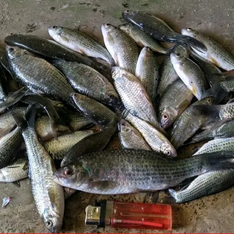 ESSEN SPESIALIS IKAN NILEM Patin 3