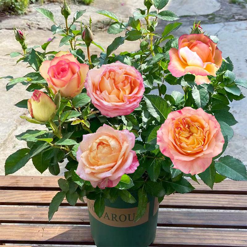 Product Introduction of ปลูกง่ายมีคุณภาพดี ดอกกุหลาบ บรรจุ 100 เมล็ด คละสี Colorful Rose Seeds เมล็ดดอกไม้ เมล็ดบอนสี ต้นไม้มงคล บอนสี ดอกไม้ปลูกสวยๆ บอนสีพันหายาก CODดอกไม้ ไม้ประดับ พันธุ์ดอกไม้ ต้นบอนสี ดอกไม้ปลูก แต่งบ้านและสวน Flower Seeds for planting 70