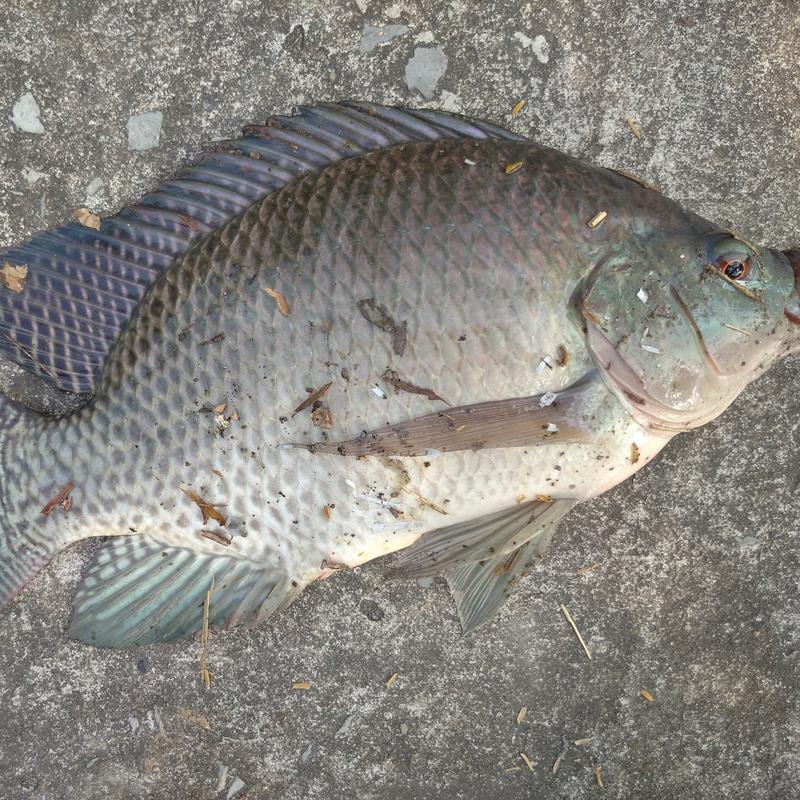 hạt sả rô phi vị gan chuyên dùng xả ổ câu cá rô phi siêu quấn ổ Đi Câu Bắt Cá Fishing Fish 5