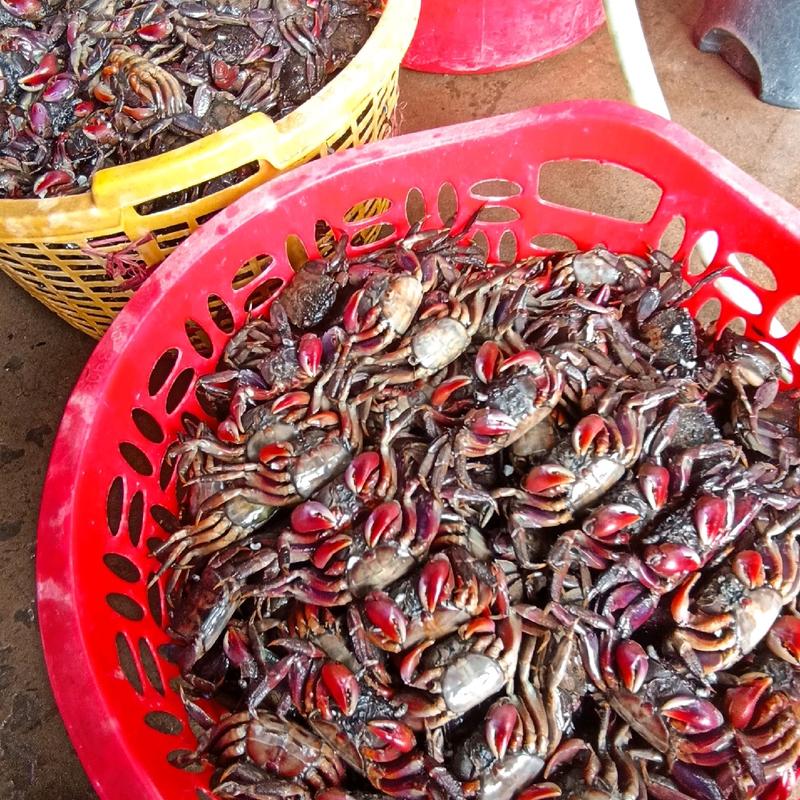 Hủ 500gram ba khía muối Cà Mau con cái nhiều gạch thơm ngon 3