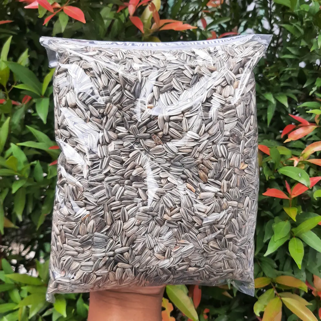 PAKAN BURUNG KUACI KECIL KEMASAN 500 GRAM -  KWACI HAMSTER -  KUACI BURUNG - KUWACI PAKAN BIJI BUNGA MATAHARI - KUALITAS BAGUS BERSIH