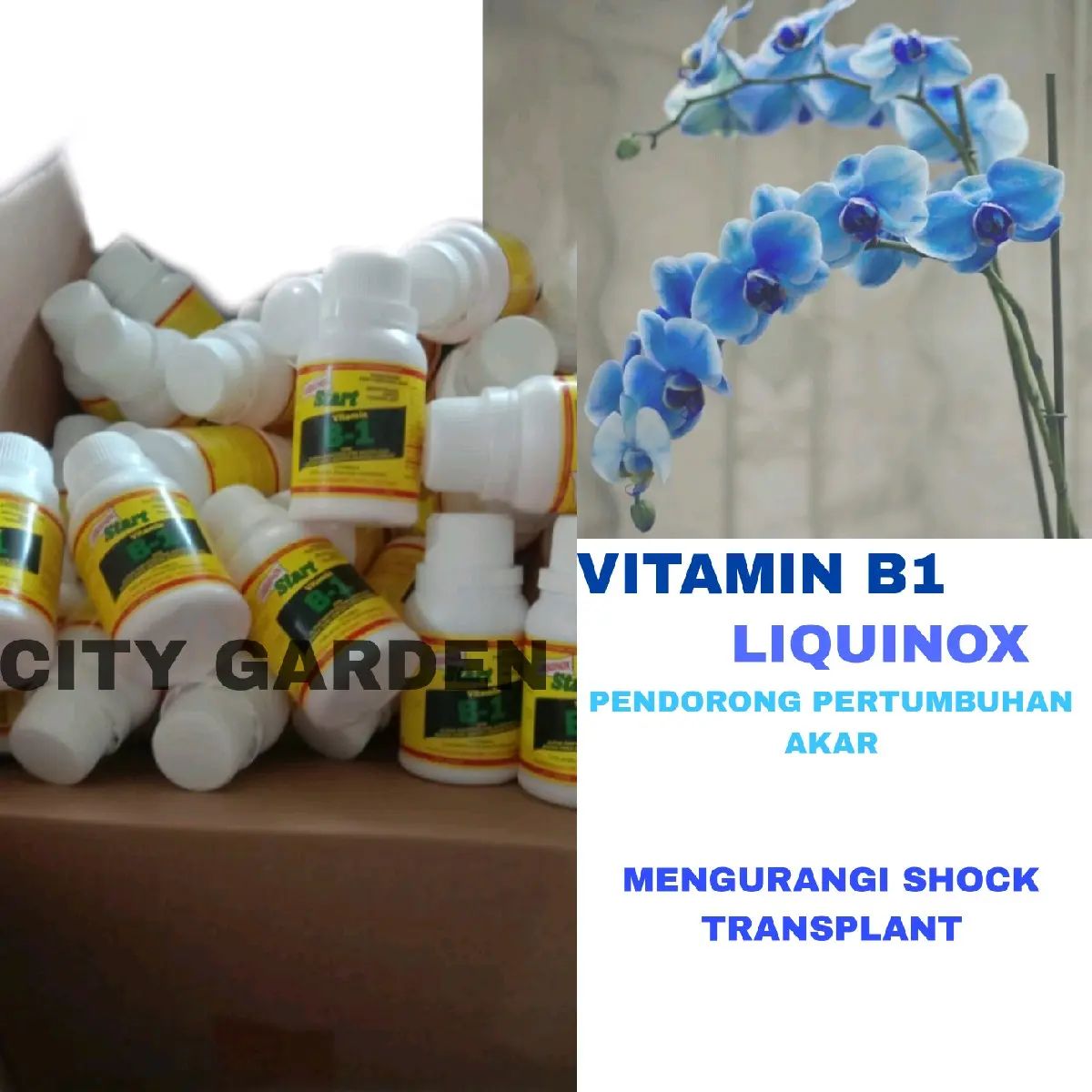 VITAMIN B1 LIQUINOX 100 ml