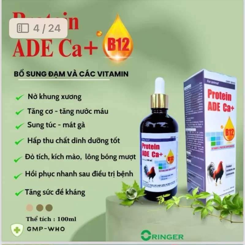 Protein ADE Ca+B12 (100ml) uống nuôi dùng cho đá, mau lên cơ, tăng bo, lì đòn, hừng hực, sung , tăng đề kháng  vào chế độ tốt.  nuôi tổng hợp cho gà tơ xung căng 2