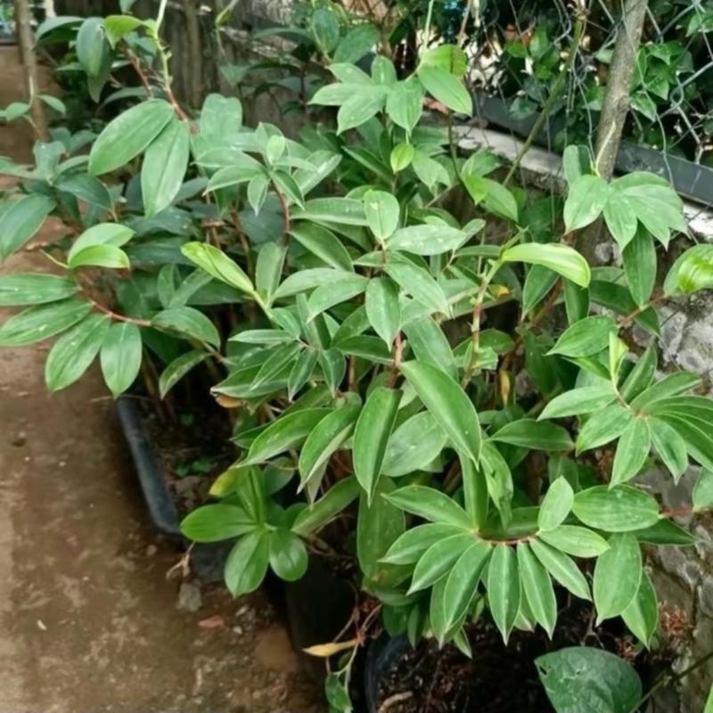 Cây mía dò tươi -củ cát lòi ( 1kg) thiên nhiên 0