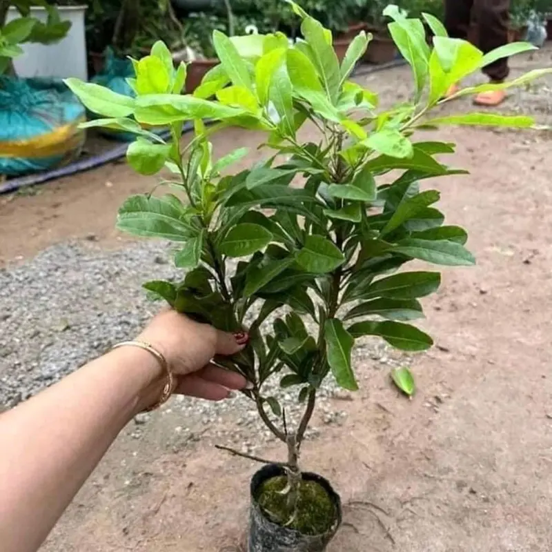 cây giống thanh mai, cây ghép mắt, nhập khẩu nguyên cây 3