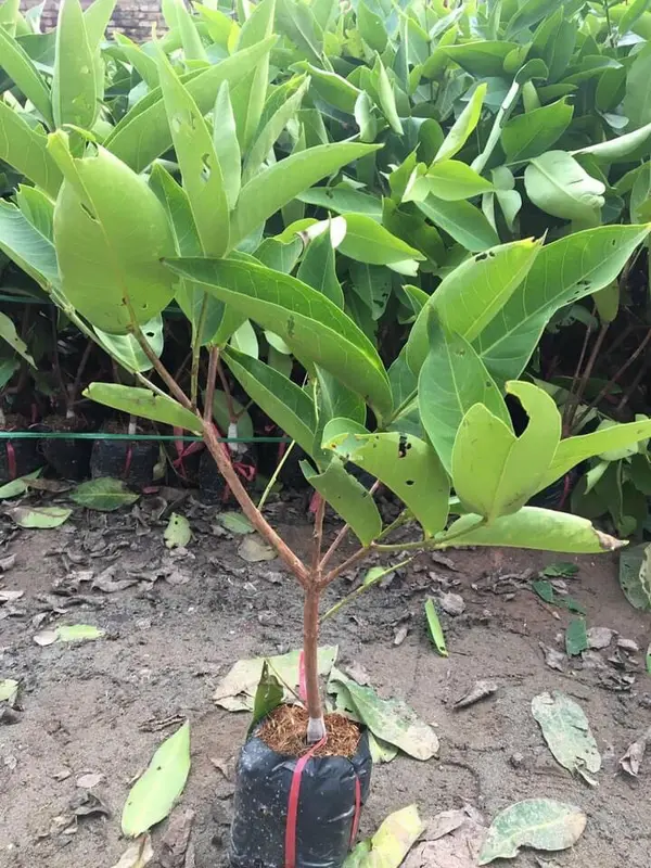Cây roi đỏ( mận đỏ) Thái Lan không hạt - roi đỏ An Phước cây ghép mắt nhanh cho quả 2