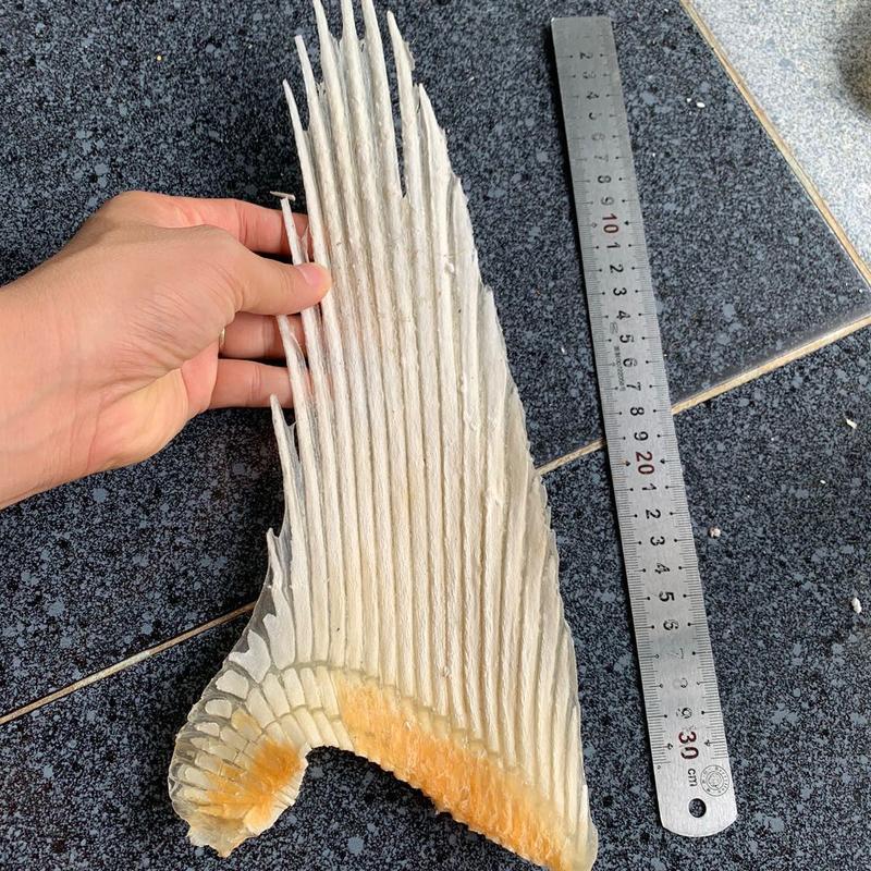 Sụn vi cá mập khô dài 30cm Food