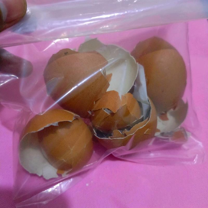 Kulit Telur / Cangkang telur Kerajinan tangan Egg 0
