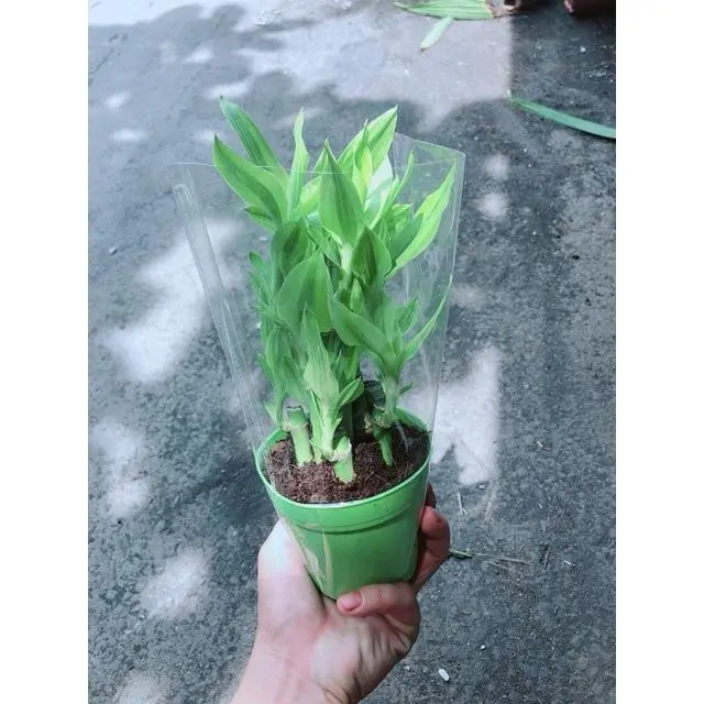 Cây Trúc Phát Tài Gửi Hàng Như Hình 4