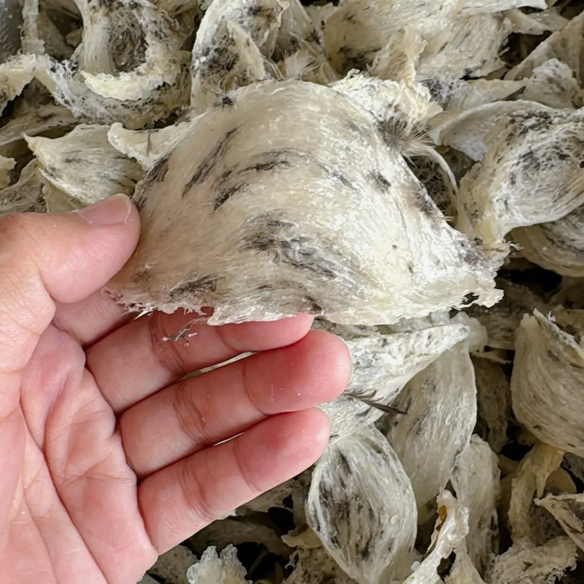 TỔ YẾN THÔ GIÀ NỞ (mật độ lông) tiết kiệm - Yến Sào Đảo Ngọc - Food - Thức Ăn - yến sào