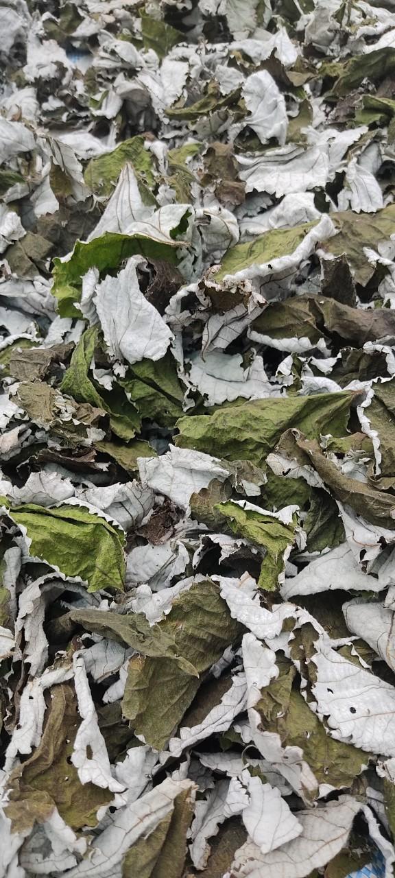 Product Introduction of 1kg bột Lá Gai khô nguyên chất làm bánh 2