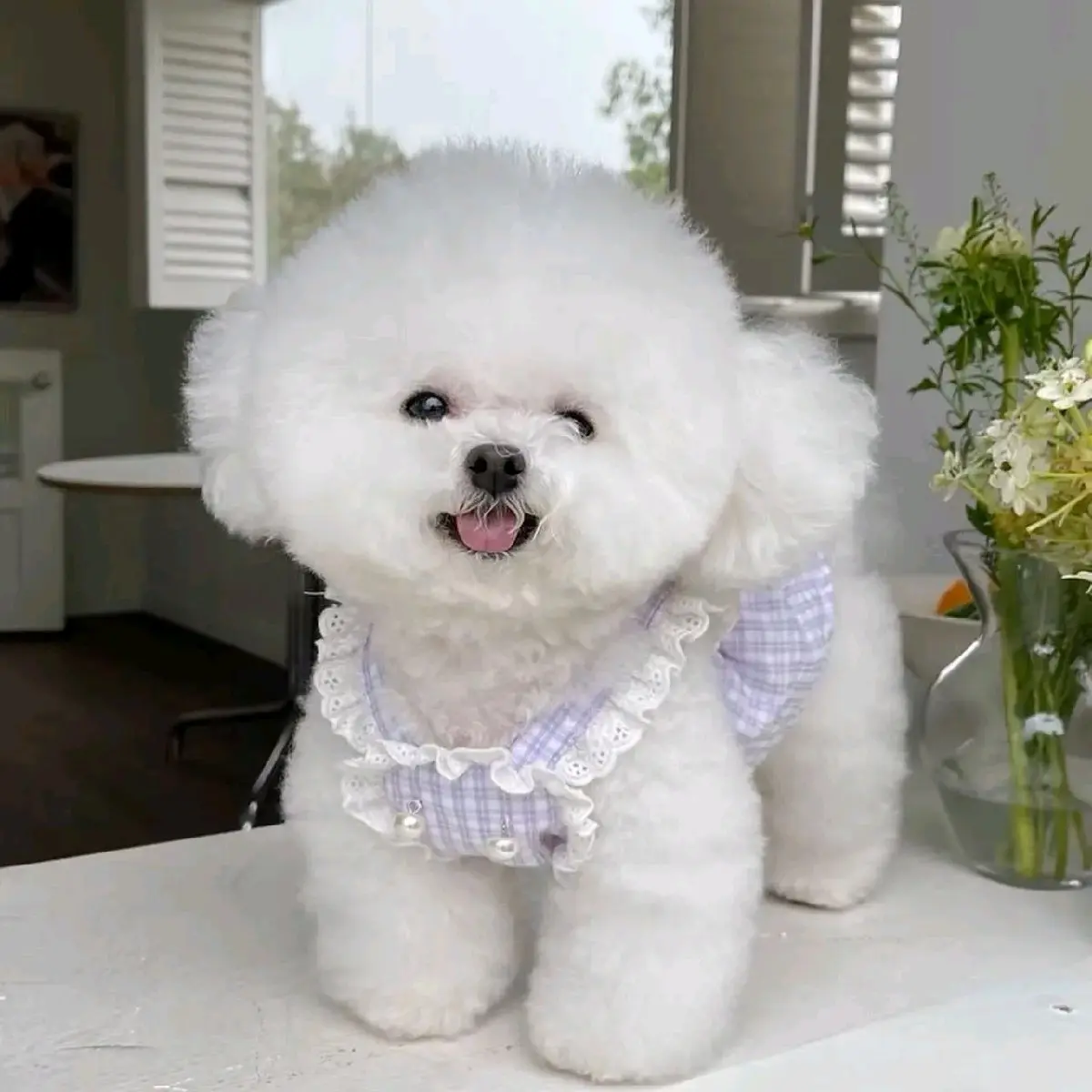 Baju Anjing Kucing / Gilena Dress / pet Dress