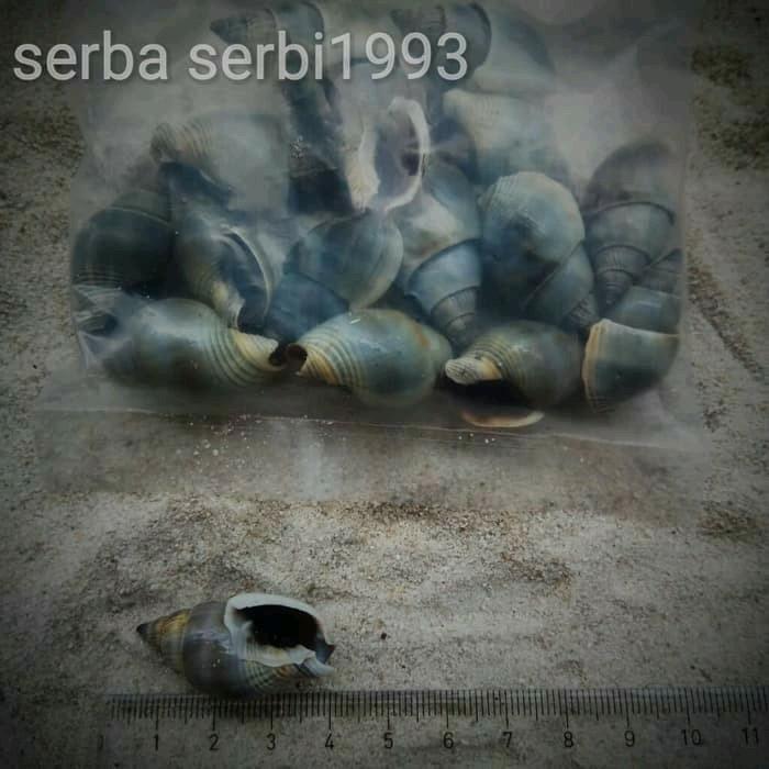 Aksesoris Cangkang kerang Laut Achatin 3