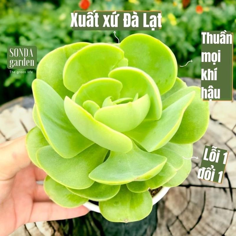 Sen đá bèo má đào SONDA GARDEN size trung bình 10cm, cây sen đá, sen đá đẹp trang trí nhà cửa