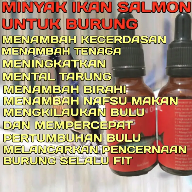 Penggacor Burung Minyak Ikan 5