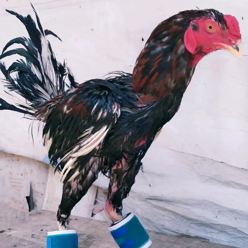 barbel ayam 300gram pembrat kaki ayam 300gram Alat 2