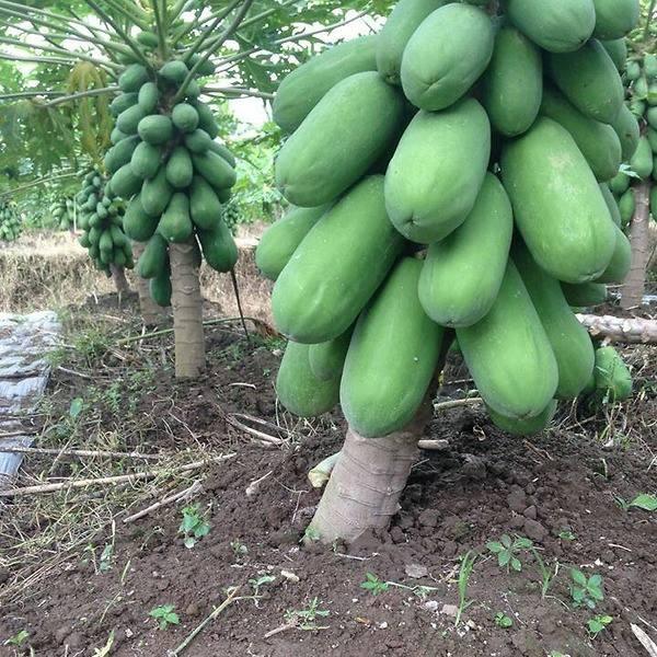 Hạt giống đu đủ lùn siêu quả, trồng bốn mùa