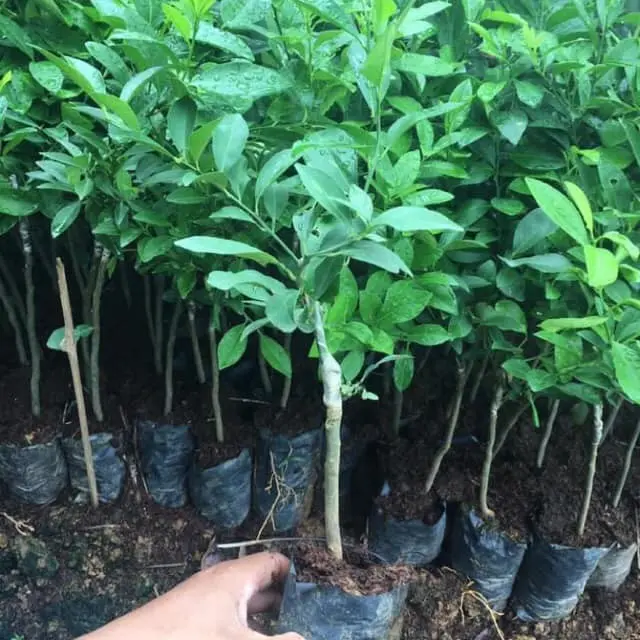 ( Nông Nghiệp Xanh ) Cây giống chanh chùm tứ quý
