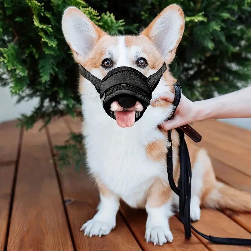 Dog Quick Shell 1/6